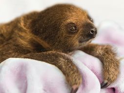Su nombre retoma el mismo nombre artístico de la actriz mejor conocida por su papel como Scarlett O'Hara en la película ''Lo que el viento se llevó''. AP/J. Greene