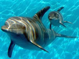 Expertos buscan otras causas posibles de la mortandad de los delfines. AP/ARCHIVO