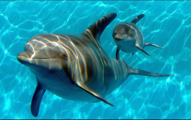 Expertos buscan otras causas posibles de la mortandad de los delfines. AP/ARCHIVO
