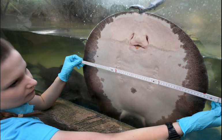 Una trabajadora del zoológico mide a una raya de río, durante el inventario anual de Sealife, en la ciudad alemana de Hannover. AP/DPA/H. Hollemann