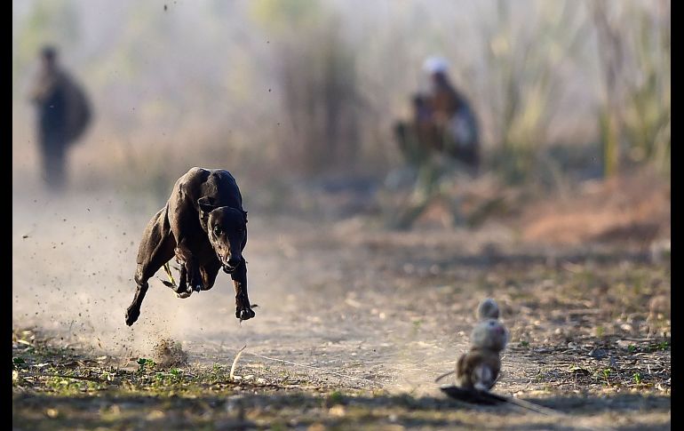 Un perro persigue un muñeco de conejo en una carrera en la ciudad pakistaní de Peshawar. La competencia forma parte de un deporte tradicional en algunas poblaciones del país. AFP/A. Majeed