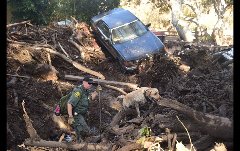 Un perro participa en las labores de búsqueda. Fuertes lluvias provocaron el martes deslaves en las colinas que se quedaron sin vegetación a causa del gigantesco incendio forestal que azotó al sur de California el mes pasado.