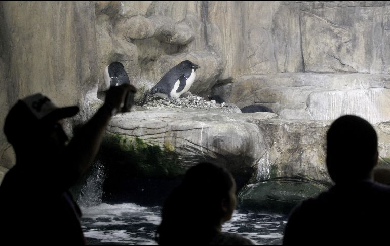 Los pingüinos Adelie son una especie amenazada por el efecto del calentamiento global en su hábitat natural. EFE/ U. Ruiz