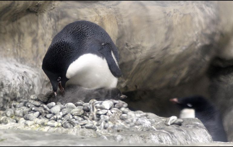 Un pingüino cuida a su cría.