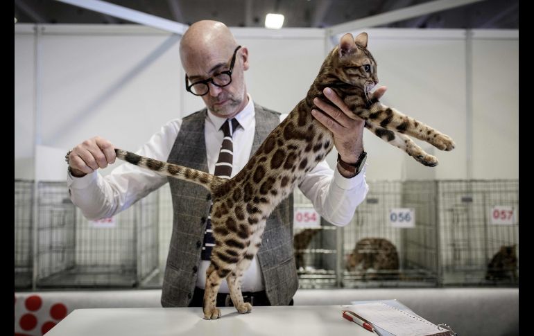 Un hombre evalúa un gato de bengala durante una exhibición de animales en París, Francia. AFP/P. Lopez