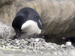 Los pingüinos Adelie, son una especie amenazada por el efecto del calentamiento global en su hábitat natural. EFE/ U. Basurto