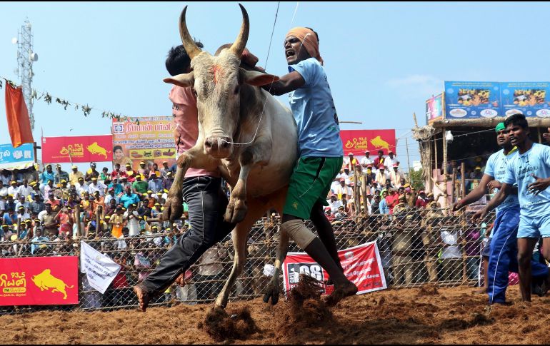 Pobladores intentan domar a un toro en Palamedu, India, durante el festival tradicional 