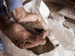 La especialista Ana Lilia Rodríguez Ventura resalta que no existen los alimentos mágicos como la chía y otros que la mercadotecnia ha propuesto. EL INFORMADOR / ARCHIVO