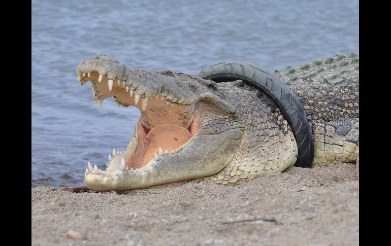 Un cocodrilo de agua salada con una llanta en su cuello se ve en un río de Palu, Indonesia. Oficiales del medio ambiente han intentado localizar y rescatar al ejemplar con la llanta atorada por más de un año. AFP/ARFA