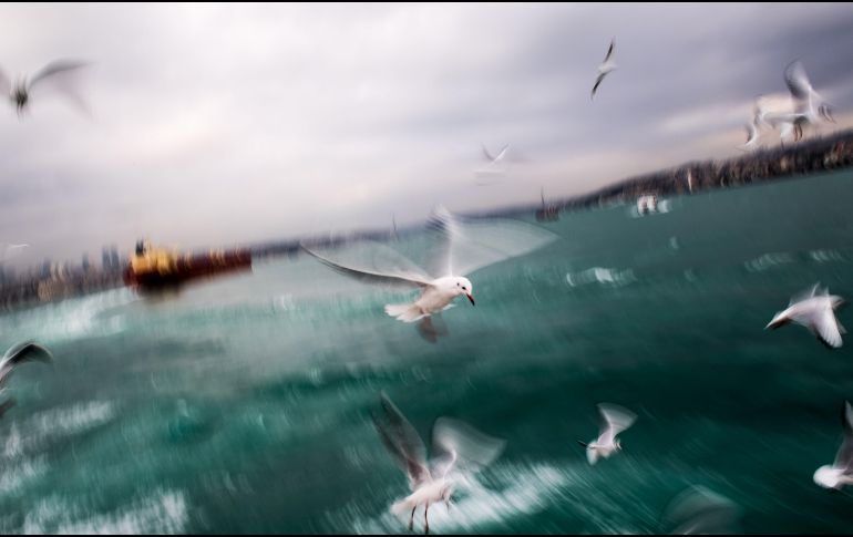 Gaviotas vuelan sobre el Bósforo en Estambul, Turquía. AFP/B. Kilic