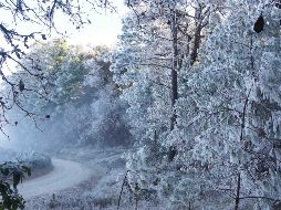 Helada en la sierra de Juárez, en Oaxaca. SUN