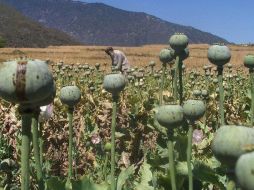 Los oficiales estatales llevan a cabo las diligencias correspondientes al caso, entre ellas la toma de muestras representativas de la amapola. NTX / ARCHIVO