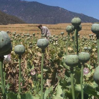 Destruyen más de 160 mil plantas de amapola en Mezquitic