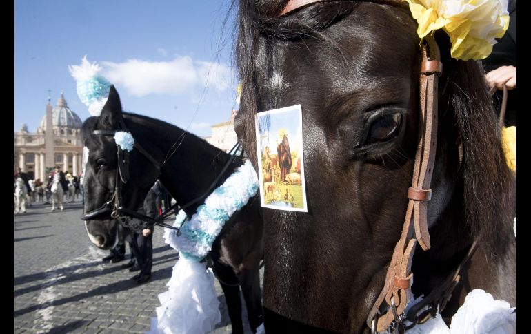 El Vaticano organiza un evento anual para bendecir a animales de granja. Una imagen de San Antonio Abad se ve en un caballo.