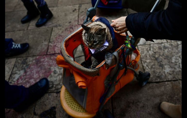 Un gato es trasladado al templo de Zaragoza en la fiesta de San Antonio Abad, considerado patrón de los animales.