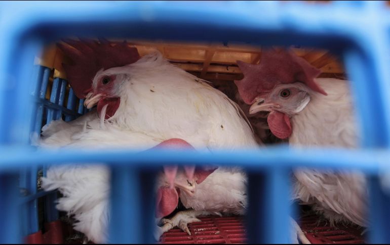 El virus de la gripe aviar reapareció en Japón en 2014, y desde entonces millones de pollos han sido sacrificados. EL INFORMADOR/ARCHIVO
