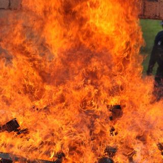 Destruyen más de 83 mil plantas de mariguana en Tequila