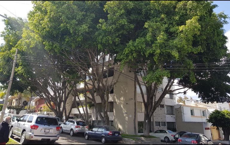 Vecinos señalan que los árboles son tan altos que han sobrepasado los cables de luz y telefonía. EL INFORMADOR / R. Bobadilla