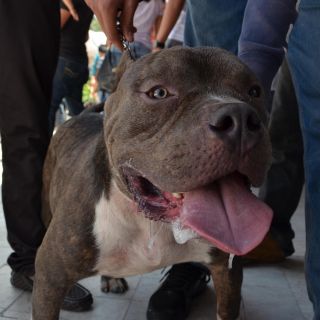 Pitbull ataca a niño de tres años en Coahuila