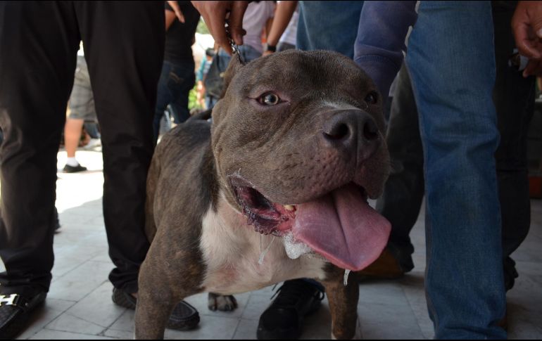 El pitbull se encuentra en la perrera municipal de Sabinas, donde permanecerá 10 días bajo observación. EL INFORMADOR/ ARCHIVO