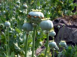 Las muestras representativas son puestas a disposición de los Ministerios Públicos de la Federación. SUN/ ARCHIVO