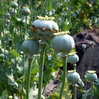 Destruyen plantíos de amapola y mariguana en Hostotipaquillo