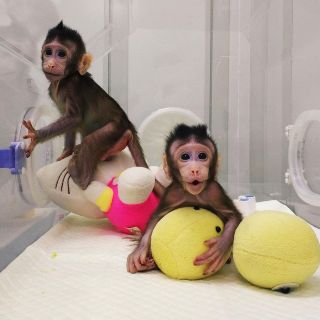 Científicos chinos clonan a dos primates genéticamente idénticos
