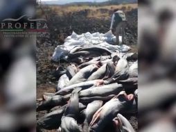 Los ejemplares provenían de aprovechamientos legales de Sinaloa y Puerto Peñasco, Sonora. YOUTUBE / PROFEPA MX