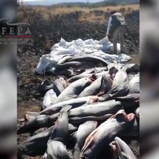 Tiburones muertos encontrados en Michoacán fueron robados: Profepa