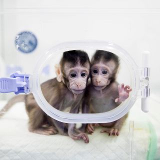 PETA ve clonación de monos como "un espectáculo de terror"