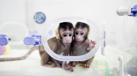 Los primates, dos macacos de cola larga, fueron creados mediante una transferencia nuclear de células somáticas. AP/J. Liwang