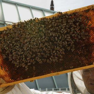 Fomentan en Baja California producción apícola