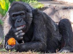 “Vila“ nació en el Congo en 1957 y era un gorila de tierras bajas del oeste antes de ser trasladada a San Diego. AP/ARCHIVO