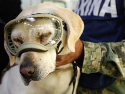 Frida llevó un entrenamiento de entre un año y un año y medio, por lo que se estima que está por cumplir ocho años de vida operativa. NTX / A. Rodríguez