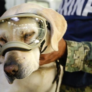 La perrita rescatista "Frida" se jubilaría en el 2020