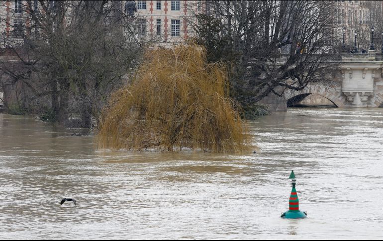Las aguas desbordadas del Sena cubren parte de un árbol. AFP/G. Van Der Hasselt