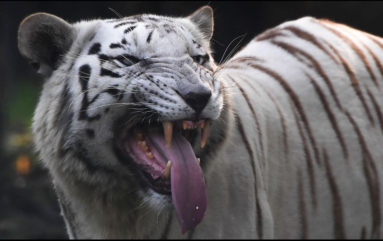 Un tigre blanco se ve en el jardín zoológico Alipore, ubicado en la ciudad india de Calcuta. AFP/D. Sarkar