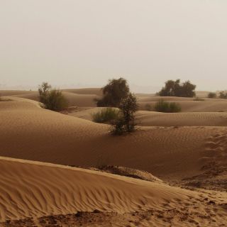 Descubren en el Sahara egipcio nueva especie de dinosaurio