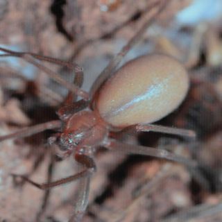 Descubren nueva especie de araña violinista en Puebla