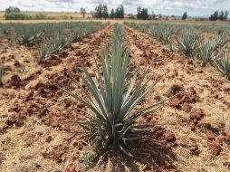 El problema podría extenderse incluso hasta 2021, coincidieron cerca de una decena de productores entrevistados. EL INFORMADOR/Archivo