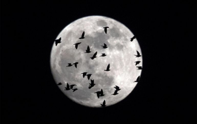 Una bandada de pájaros sobrevuelan en Roma, Italia, con la Luna de fondo. EFE/M. Percossi