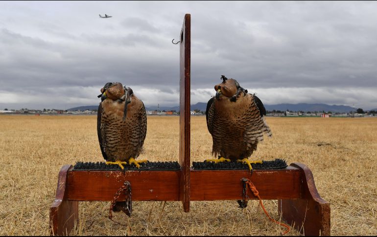 Los 365 días del año, Madison e Ilse, los dos halcones peregrino que tiene el aeropuerto, salen a trabajar entre las pistas. AFP / Y. Cortez