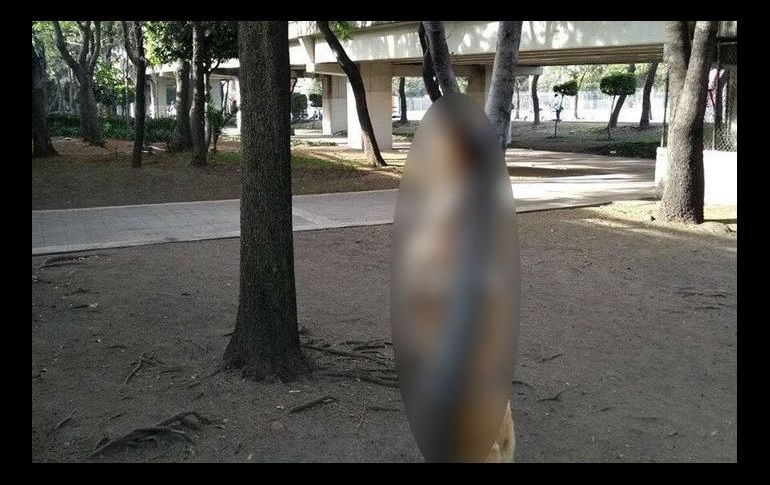 Usuarios de redes sociales denunciaron la presencia del cadáver de un perro colgado de un árbol en el camellón de Río Churubusco y Eje 3 Sur, en la delegación Iztacalco. TWITTER / @MrLexLan