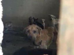 En el refugio había 138 caninos, pero cuando acudieron a rescatarlos sólo hallaron 38. FACEBOOK/ Lili López