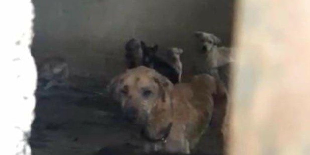 Exigen justicia para perros que murieron en refugio de Nuevo Le&oacute;n