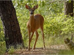 La Ley General de Vida Silvestre establece que poseer ejemplares, partes y derivados de vida silvestre, sin contar con los medios para demostrar su legal procedencia, constituye una infracción. NTX/ ARCHIVO