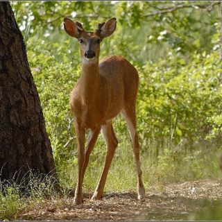 Autoridad ambiental decomisa animales silvestres en Morelos