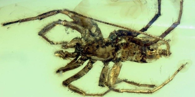 Hallan una ara&ntilde;a preservada de hace 100 millones de a&ntilde;os