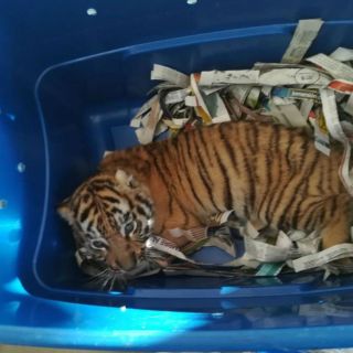 Rescatan a cachorro de tigre en paquetería de Tlaquepaque