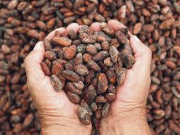 Sabores. El festival busca rescatar el valor del cacao y sus múltiples posibilidades en la gastronomía. ESPECIAL/UDEG